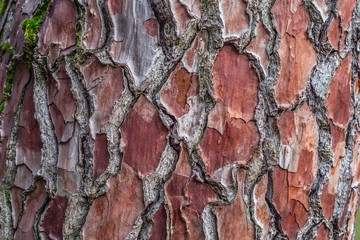 bark of a tree