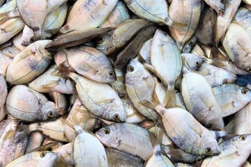 fresh fishes at the market