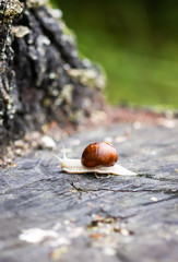 Snail crawling in summer day in garden.