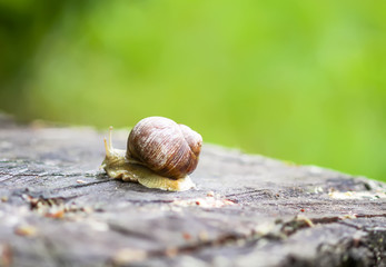 Snail crawling in summer day in garden.