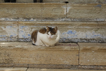 cat on the stairs