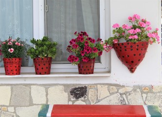 Flowers in the pots
