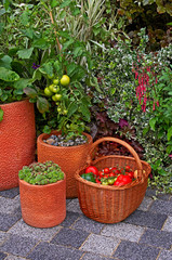 Fruit and vegetables growing in containers on a patio of a contemporary garden design