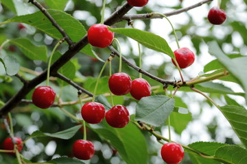 cherries on the tree