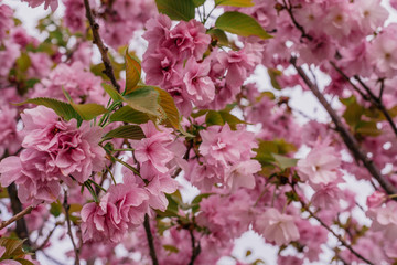 pink cherry blossom in spring