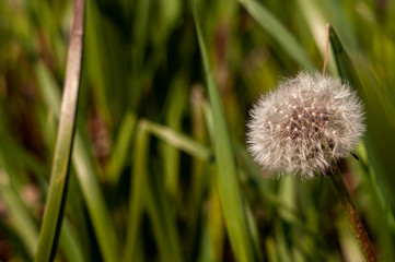 Dandelion Spring close-up photography with green grass background