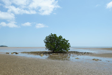 海岸のマングローブ