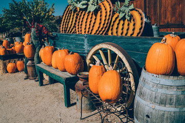 Beautiful rows of pumpkins displayed for autumn holidays.