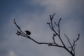 Common Starling on a branch of walnut, Sturnus vulgaris