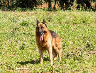 german shepherd dog on the grass