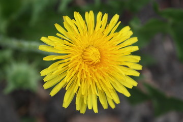 dandelion flower and green leaves  
