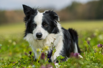Fototapeta premium Young border collie in a flower meadow
