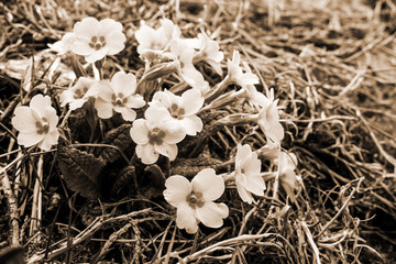 Spring flowers. Sepia effect. Primrose bloom. Concept: postcard, printed products, wallpaper