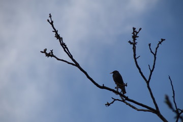 Common Starling on a branch of walnut, Sturnus vulgaris