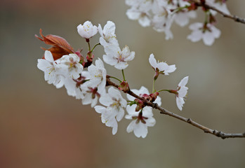 In spring time cherry trees bloom with white flowers