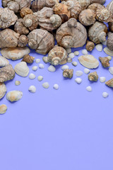 Creative flat lay concept of summer travel vacations. Top view of various kinds seashells on purple background. Copy space in minimal style, template for text