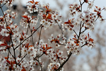 In spring time cherry trees bloom with white flowers
