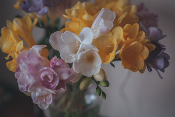 freesia