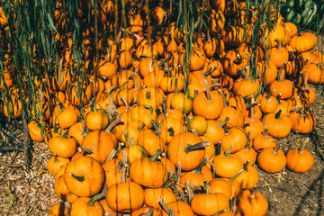 Pumpkin picking. Pumpkins in a pumpkin patch autumn, halloween.