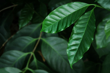 Fototapeta premium Fresh Coffee Leaves in Dark Tone Color