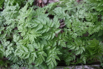 green vegetation in the forest  