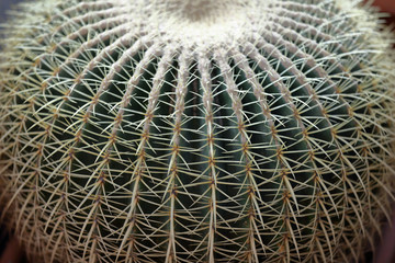 Cactus. Rare exotic succulent from the family of the perennial flowering plants