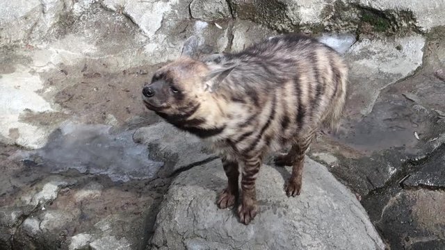 striped hyena is sniffing the air, looking around and into the camera, slow motion, close-up