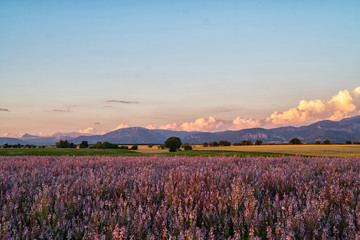 Naklejka na ściany i meble Amazing colorful fields with wheat and sage in Plateau de Valensole, Alpes de Haute Provence, France, Europe. Sunset over a violet field. Summer nature landscape. Europe tourism or travel concept.