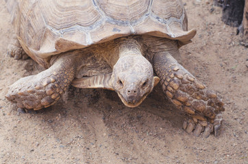 Obraz premium A huge live turtle crawling through the sand.