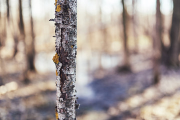 Textures of the spring forest. Nature is far from the city.