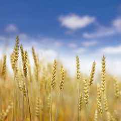 Fototapeta premium full of ripe grains, golden ears of wheat or rye close up on a blue sky background.