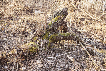 Textures of the spring forest. Nature is far from the city.