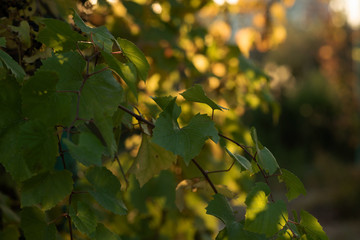 Autumn golden leaves decorate a beautiful nature bokeh background with forest ground.