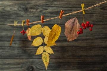 Obraz premium Autumn frame for your idea and text. Autumn dry twigs of shrubs with leaves of yellow, red, orange on an old wooden board. Model of autumn. Toned vintage image. Selective focus.