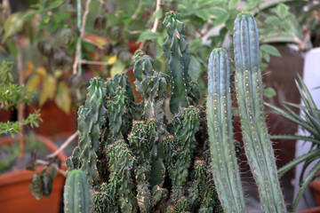 Cactus. Rare exotic succulent from the family of the perennial flowering plants