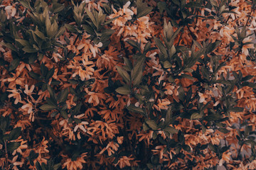 abstract floral background
