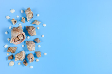 Creative flat lay concept of summer travel vacations. Top view of various kinds seashells on blue...