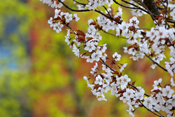 Obraz premium In spring time cherry trees bloom with white flowers