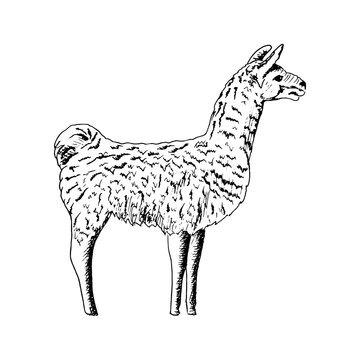 Llama, Cute ink pen sketch alpaca. realistic lama animl. Ands, South America. simple drawing, hand drawn vector illustration.