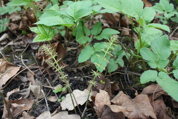 green vegetation in the forest  