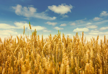 full of ripe grains, golden ears of wheat or rye close up on a  blue sky background.