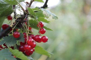 currant