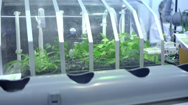 Small smart home greenhouse. Growing vegetables and fruits at home. Hydroponics and special lighting