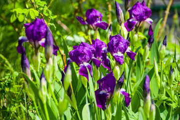 blue flowers in the garden