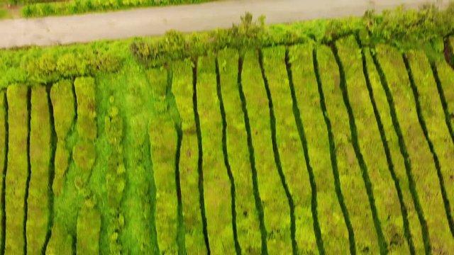 Flying above the amazing texture of the plantation