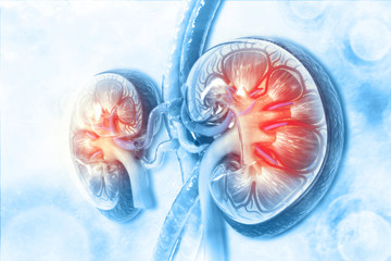 Human kidney cross section on scientific background