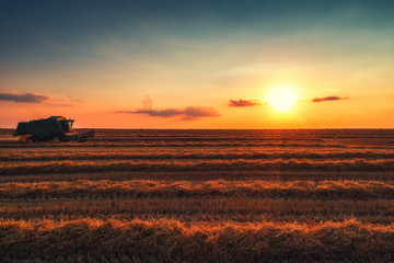 Combine harvester machine working in a wheat field at sunset