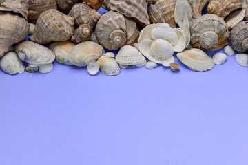 Creative flat lay concept of summer travel vacations. Top view of various kinds seashells on purple background. Copy space in minimal style, template for text