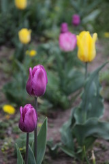 Violet tulips close up on a blurred background.