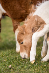 kleines Shetlandpony Fohlen Pony